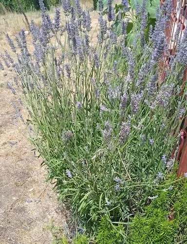 Vakantiehuis House, 3 Brs, 100 Y Old, 14 Km Np Krka, 35 Km Sea